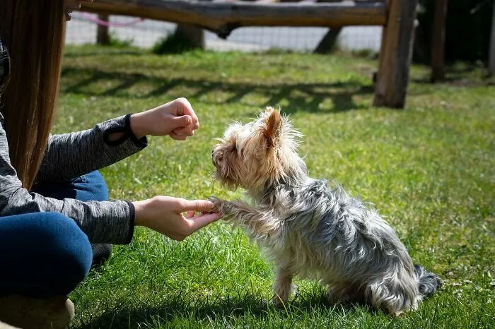 30 Veterinarians Share Things All Pet Owners Should Be Aware Of