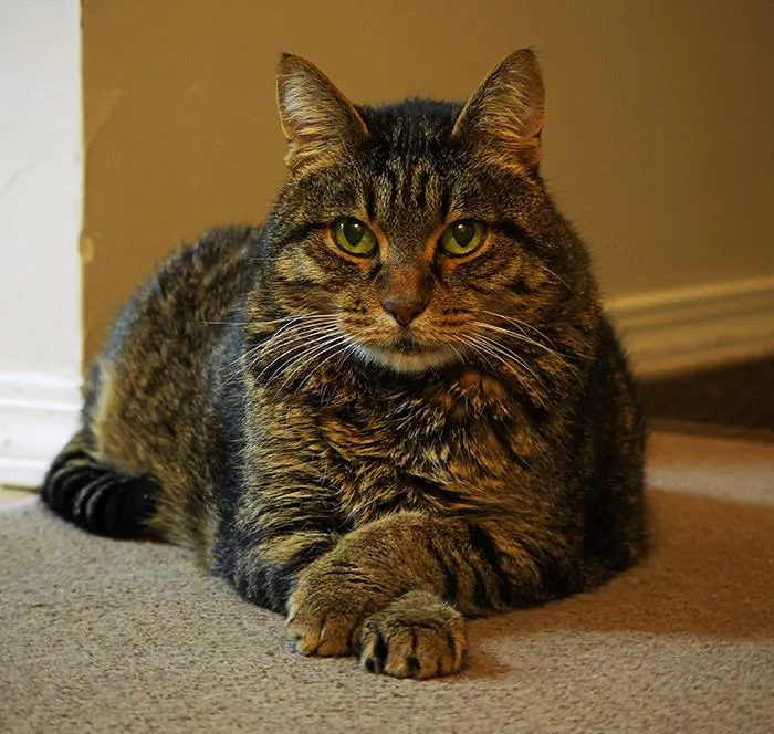 30 Veterinarians Share Things All Pet Owners Should Be Aware Of