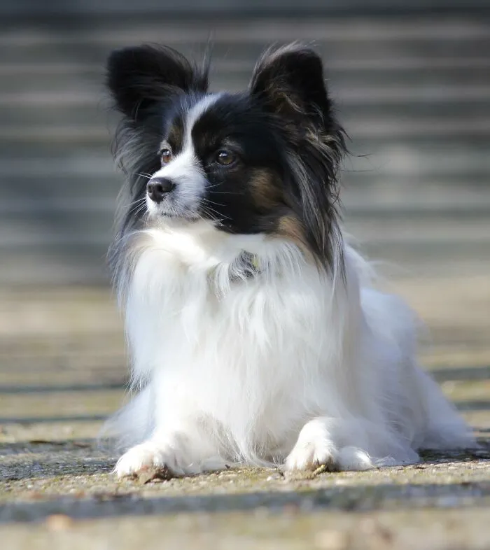 30 Veterinarians Share Things All Pet Owners Should Be Aware Of