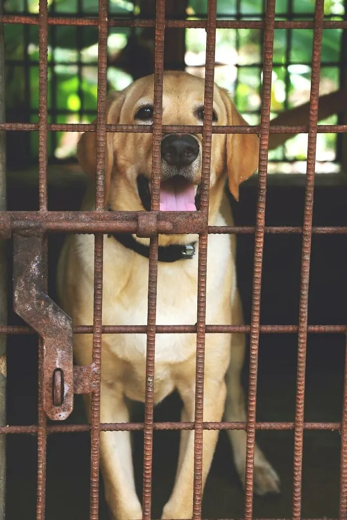 30 Veterinarians Share Things All Pet Owners Should Be Aware Of
