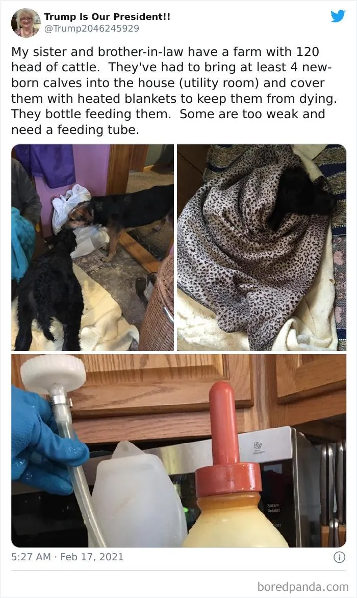 Texans Are Bringing Farm And Wild Animals Inside To Keep Them Warm During The Cold Wave (19 Pics)
