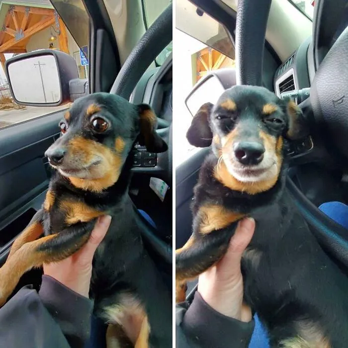 Antes del veterinario... Después de las buenas medicinas