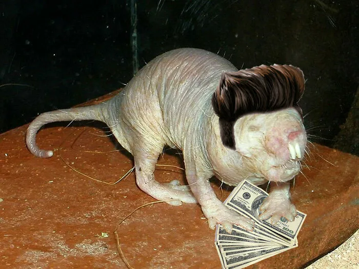 He Just Needed Some Hair And A Better "Personality"