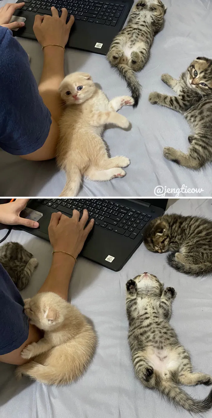 Cats