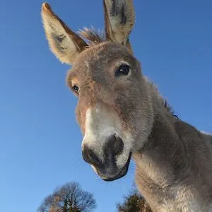 ZonkeY_the_DonkeY