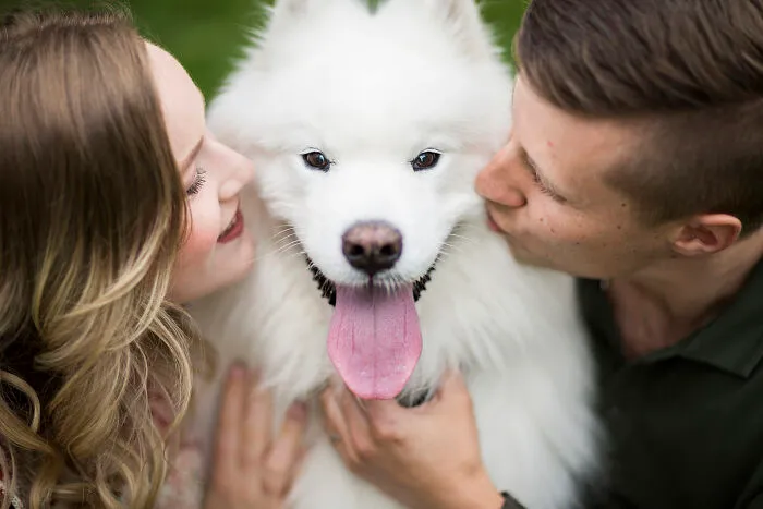 The Winner Of Our Dog Show Category! Did Someone Say Samoyed?