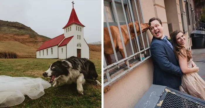 19 Adorable Dogs That Made It To The Finals On World's Best Wedding Photos