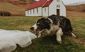 19 Adorable Dogs That Made It To The Finals On World's Best Wedding Photos