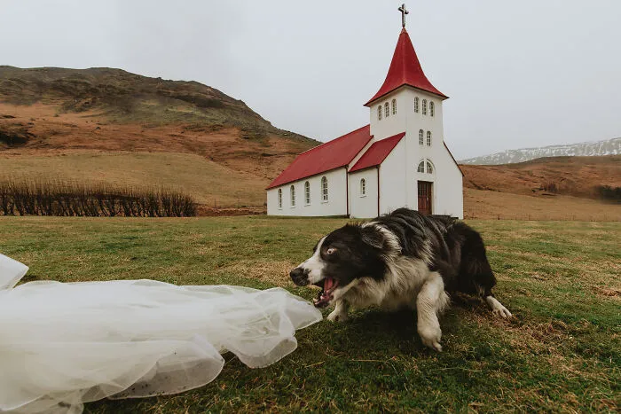 It Was Clearly Too Late To Stop This Dog, So Why Not Take A Fabulous Pic?