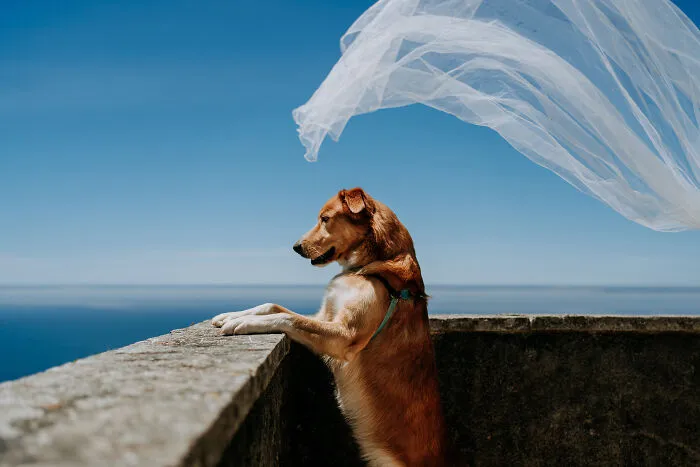A Divinely Placed Veil Descends In The Perfect Pattern Around This Puppy