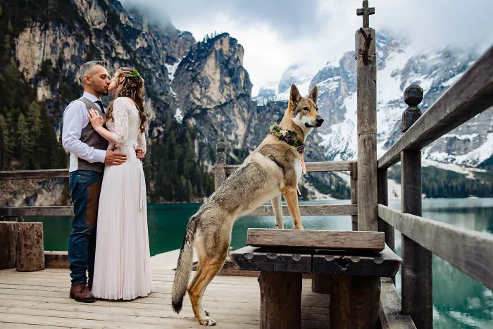 Obviously This Dog Has Practiced His Pose Over And Over Again