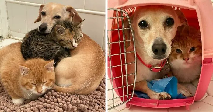 Dog Takes Shy Kittens Under Her Wing While They Build Up Courage To Interact With People