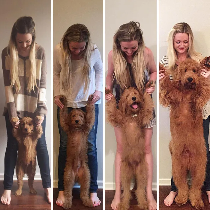 9 Weeks To 13 Weeks To 21 Weeks To 49 Weeks