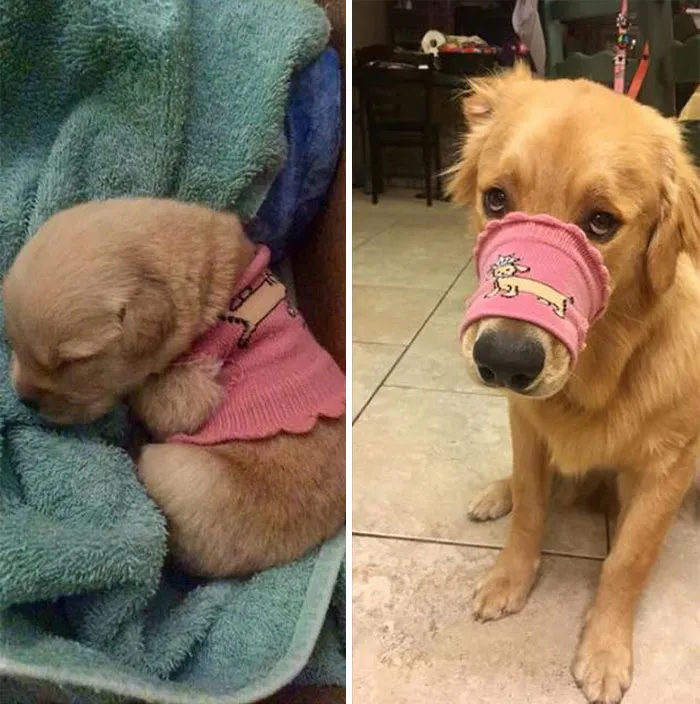 Woof IRL