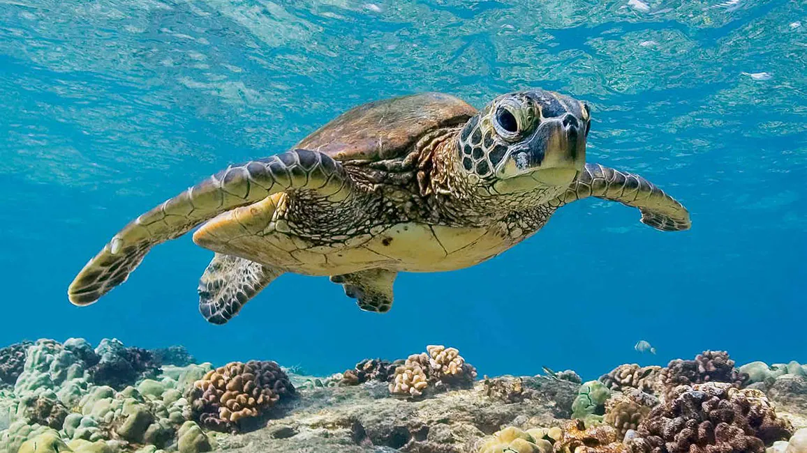 Draw A Sea Turtle If It Were A Human!