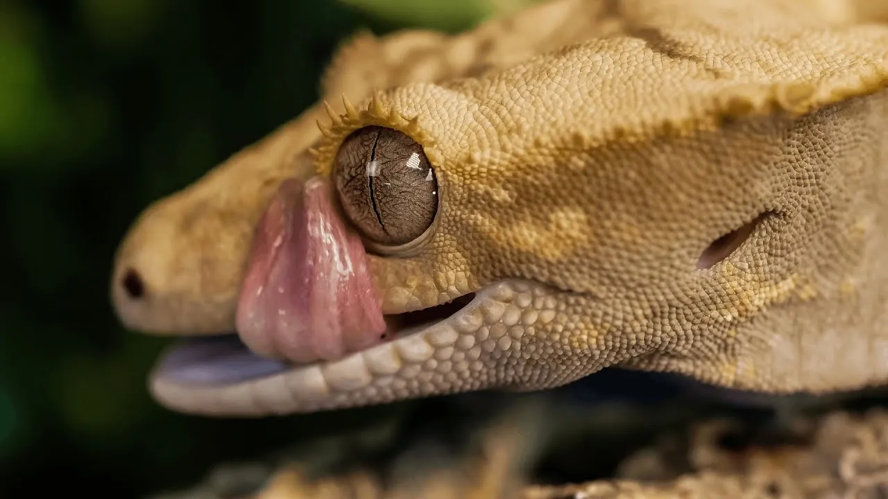 My Crested Gecko Is Fascinating