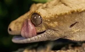 My Crested Gecko Is Fascinating
