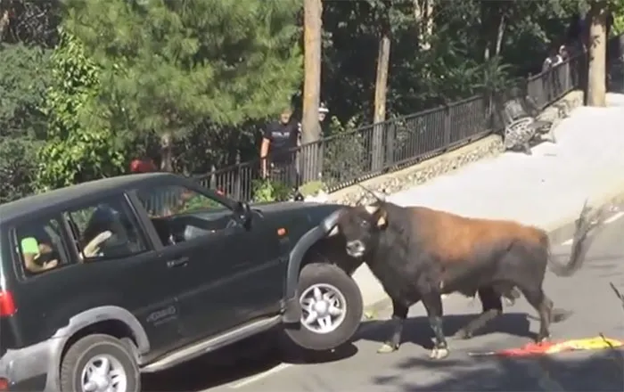 ¿Alguna vez se han preguntado qué tan fuerte es un toro?