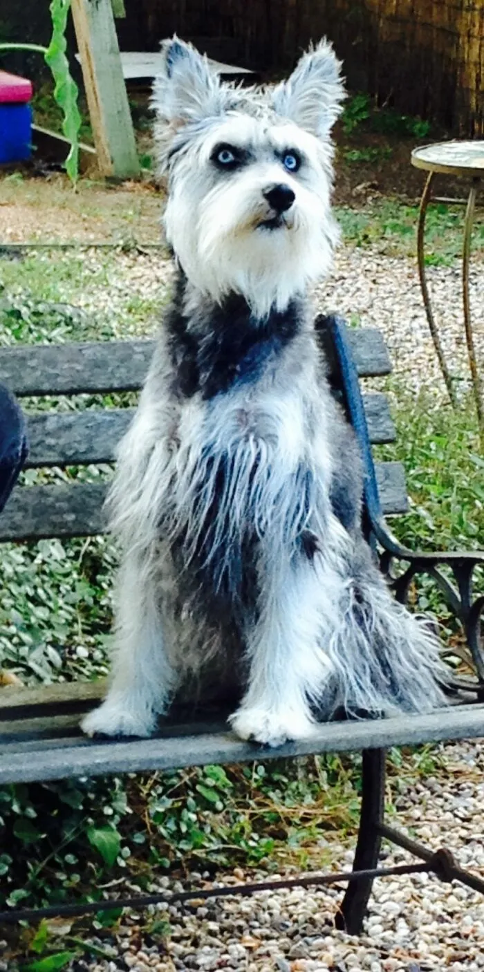 I Saw This Schnauzer-Husky Mix