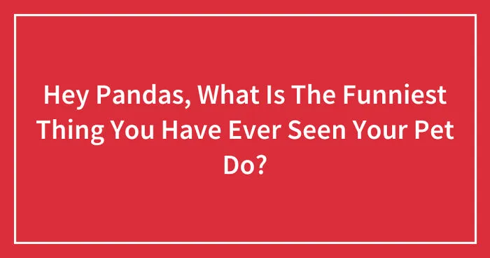 Hey Pandas, What Is The Funniest Thing You Have Ever Seen Your Pet Do? (Closed)