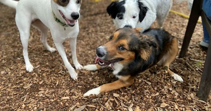 Dogs Reunite With Long Lost Littermate Through Popular Online Dog Dna Testing Provider (Dna Results Included)