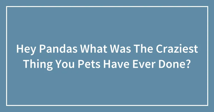 Hey Pandas What Was The Craziest Thing You Pets Have Ever Done?