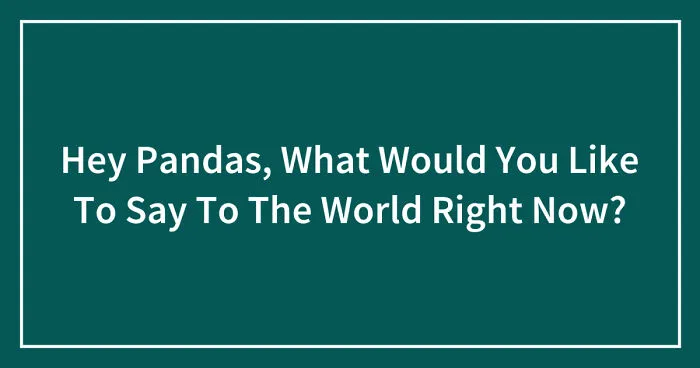 Hey Pandas, What Would You Like To Say To The World Right Now?