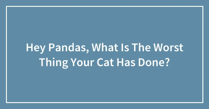 Hey Pandas, What Is The Worst Thing Your Cat Has Done? (Closed)
