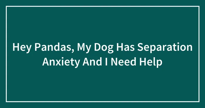 Hey Pandas, My Dog Has Separation Anxiety And I Need Help (Closed)