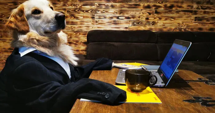 Pandas, How Well Can You Present Your Animals Working From Home? (Closed)