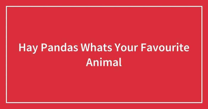 Hay Pandas Whats Your Favourite Animal