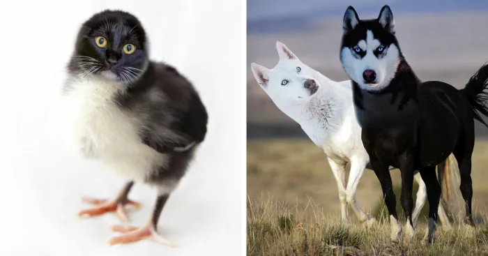 Hey Pandas, Create The Weirdest Animal Yet Using Photoshop (Closed)