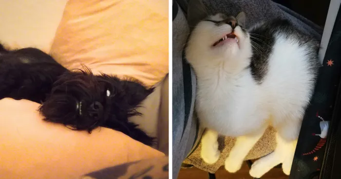 Hey Pandas, Post Weird Things Your Pet Does While Sleeping (Closed)