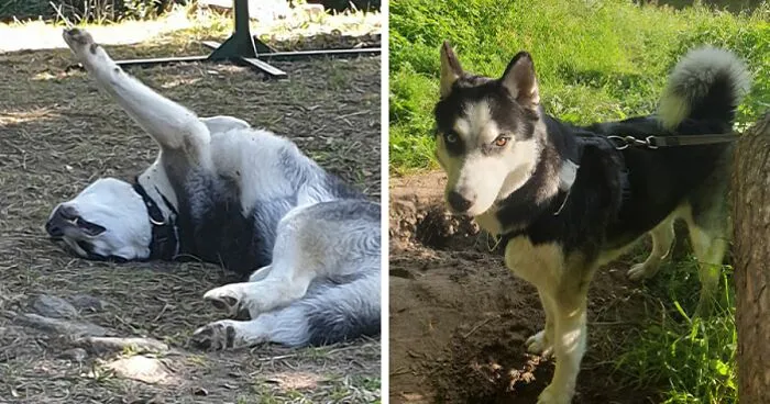 Hey Pandas, Show Me The Best And Worst Photo That You Have Of Your Pets (Closed)