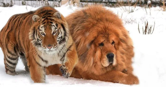 Hey Pandas, What Is The Biggest Animal You've Ever Seen? (Closed)