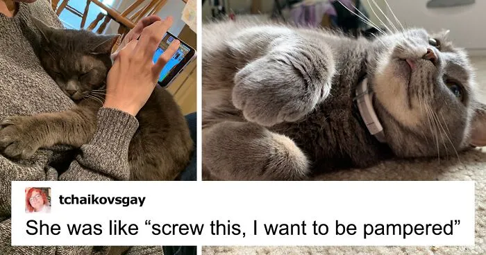 This Feral Cat Decided She Wanted To Live With Humans, So She Invited Herself Inside And Never Left
