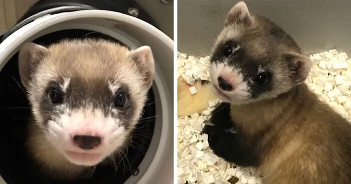 Scientists Successfully Clone A Ferret That Died In 1988, And This Might Be A Way Of Protecting Endangered Species