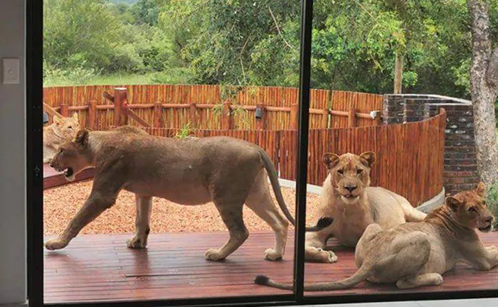 Mira que he oído que es duro en Australia, pero Sudáfrica es diferente. Hoy no hay nado matutino