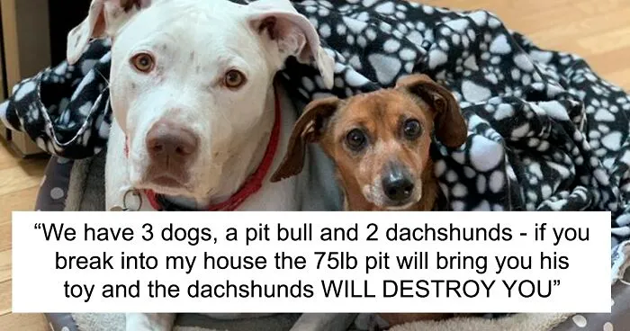 30 Tweets By Dachshund Owners About How It Feels To Have Such Personalities As Pets