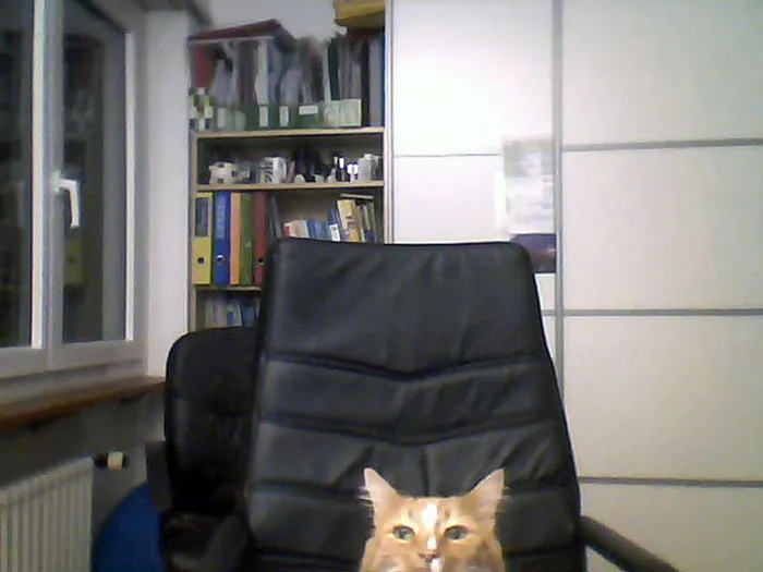 My Girlfriend Went To Get A Drink, And Her Cat Wanted To Skype Me Too