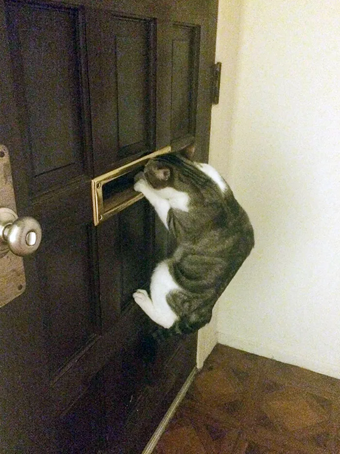 Así espera mi gato a que mi novio vuelva a casa