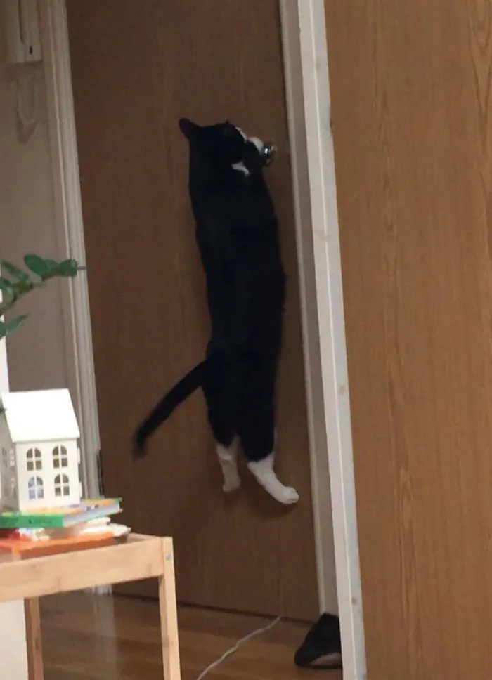 Novio: "Estás paranoica, el gato no me quiere más a mi." Novio: cierra la puerta. Gato: