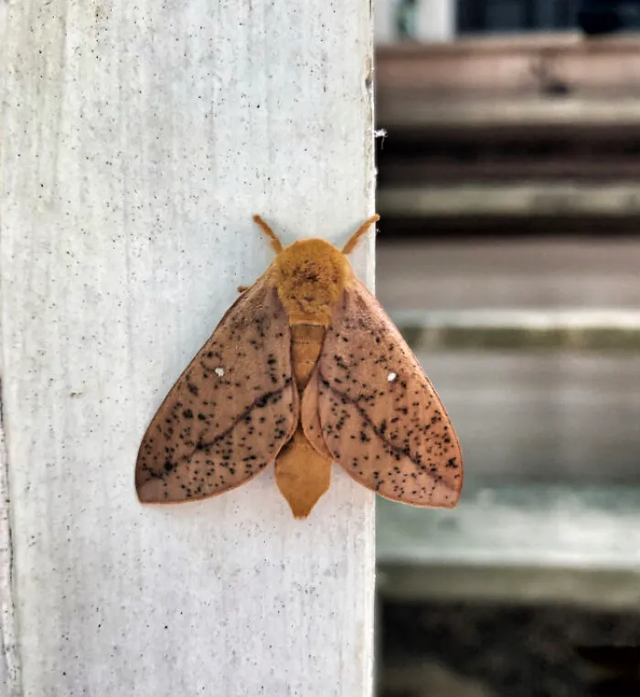 Moth