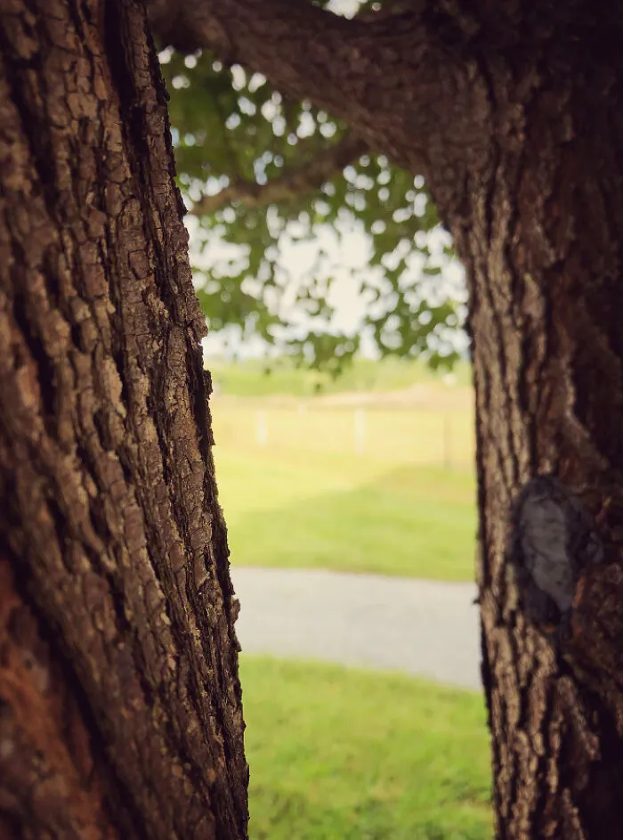 Trees
