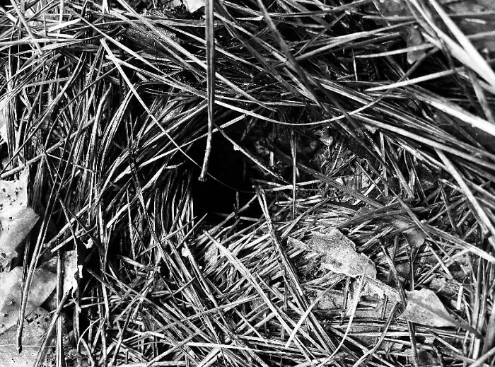 Random Hole In The Ground?
