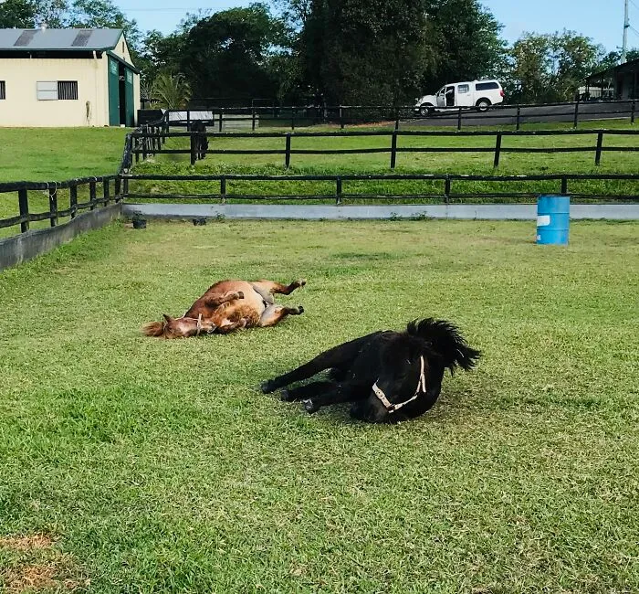 My Two Babies Rolling After A Bath