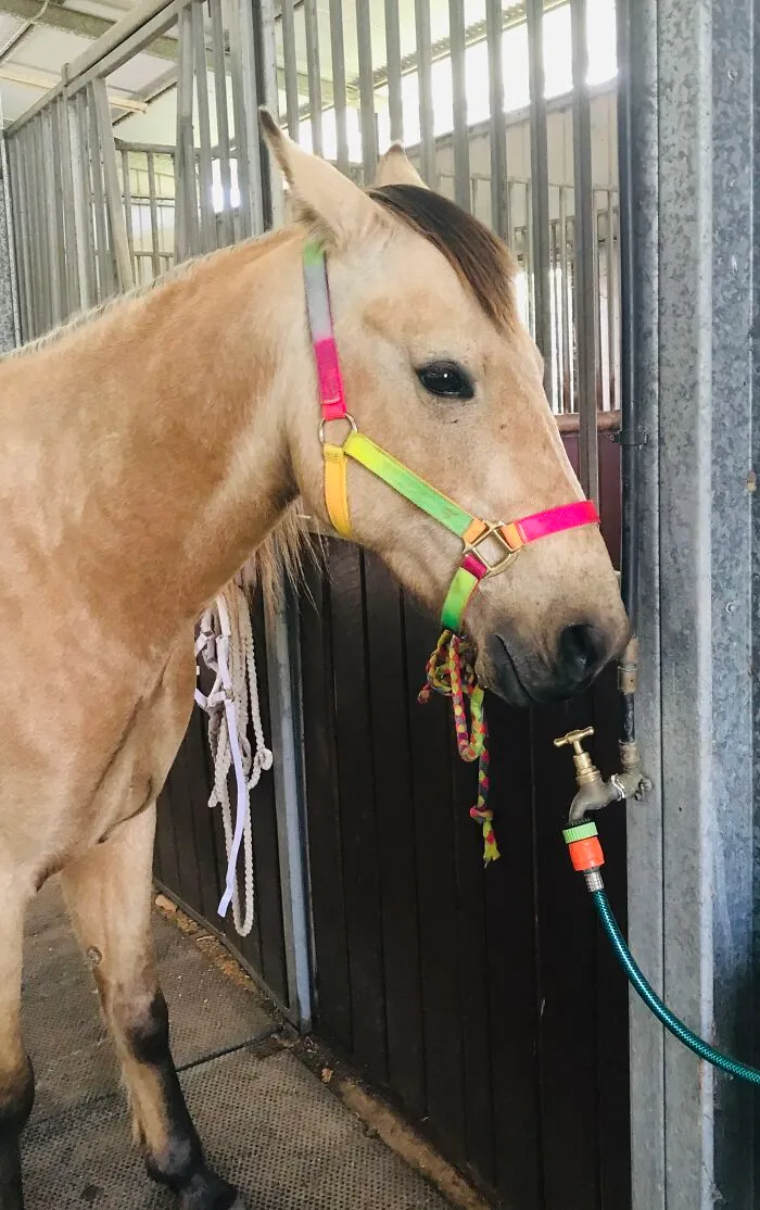 My Beautiful Horse, I Called Him Syrup
