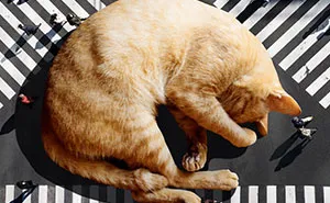 This Artist Uses Photoshop To Create Surreal Giant Cat Landscapes, Here Are His Best 30 Edits
