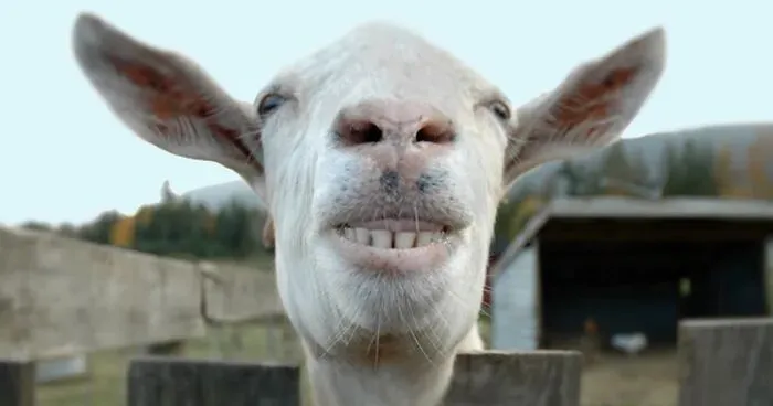Farm Rents Their Goats For Zoom Conference Calls For $7/5 mins, Raises $68k