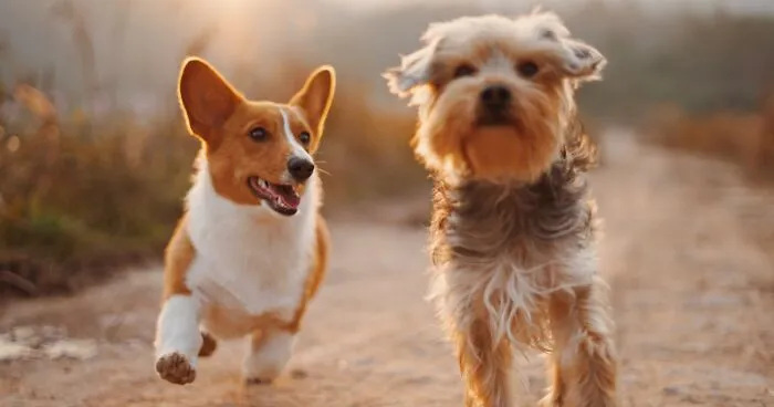 Hey Pandas, Photoshop These Dogs (Closed)